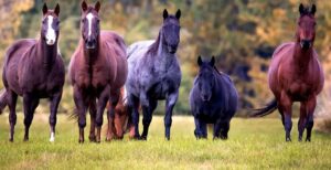 Equine Insurance